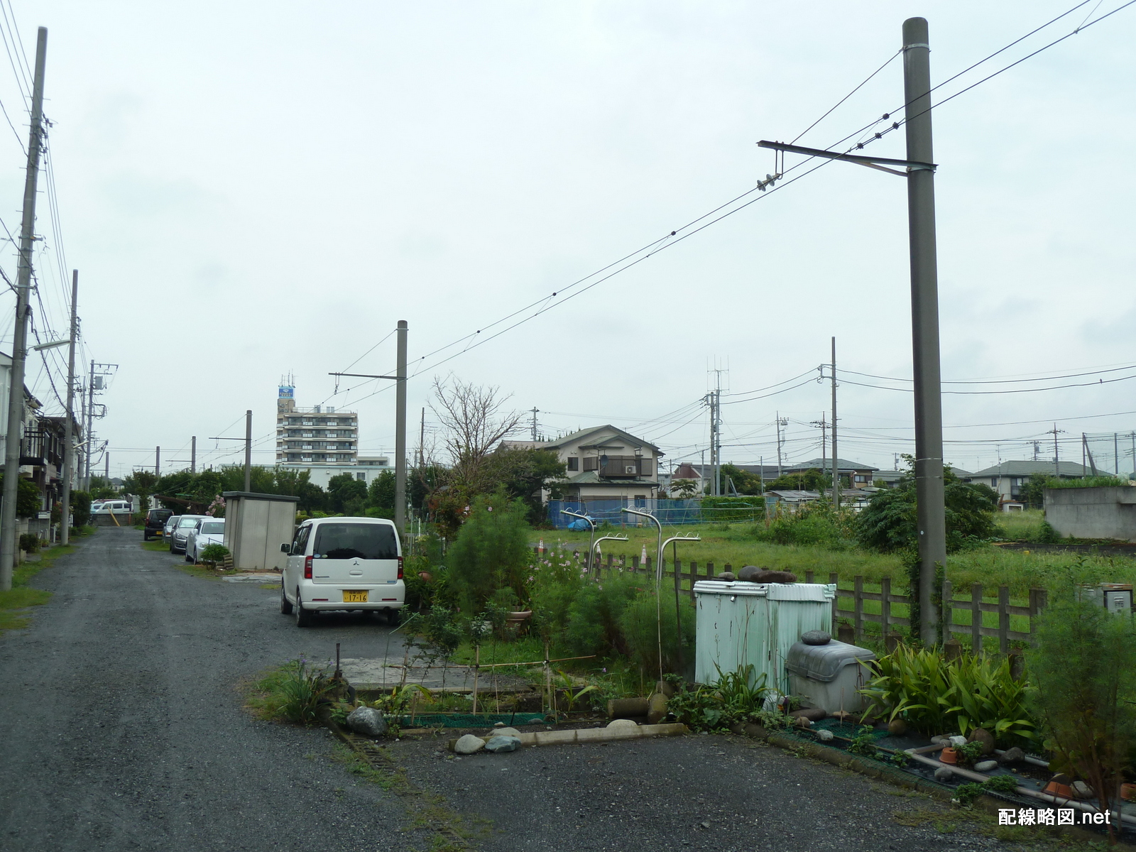 遠洋地帯:その正体、層、動植物 - 遠洋地帯の動物相